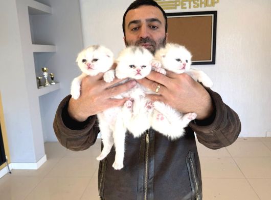Top Kafa Scottish Fold Yavrulari Fenomen Pet Shop Ankara görsel