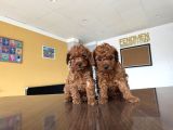Tr Ni̇n En Güzel Toy Poodle Yavrulari Renk Renk Ankara