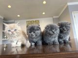 Kedi̇ci̇den Renk Renk British Shorthair Yavrulari Ankara