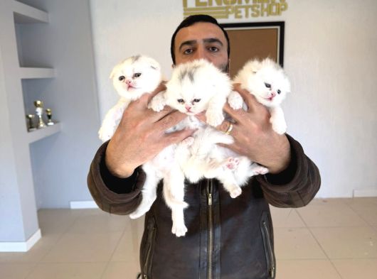 Top Kafa Scottish Fold Yavrulari Fenomen Pet Shop Ankara görsel