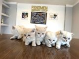 Kedi̇ci̇den Renk Renk British Shorthair Yavrulari Ankara