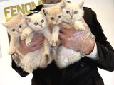 Kedi̇ci̇den Renk Renk British Shorthair Yavrulari Ankara