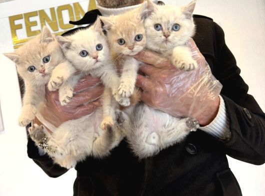 Kedi̇ci̇den Renk Renk British Shorthair Yavrulari Ankara görsel