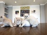 KEDİCİDEN RENK RENK BRITISH SHORTHAIR YAVRULARI ANKARA