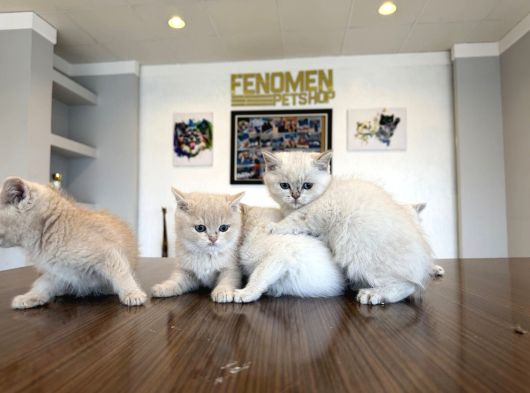 Kedi̇ci̇den Renk Renk British Shorthair Yavrulari Ankara