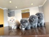 Top Kafa Scottish Fold Yavrulari Fenomen Pet Shop Ankara