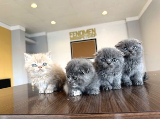 Top Kafa Scottish Fold Yavrulari Fenomen Pet Shop Ankara görsel