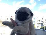 Dişi pug mops yavrum