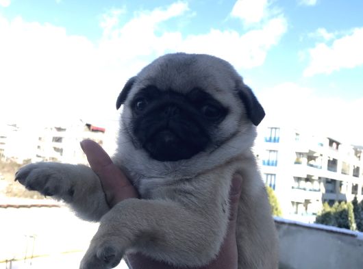 Dişi Pug Mops Yavrum