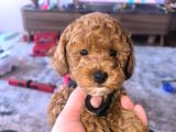A KALİTE TOY PODDLE