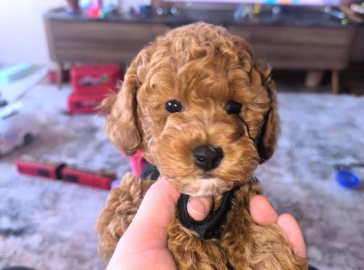 A Kali̇te Toy Poddle