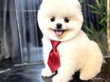 Dünya Tatlısı Teddy Face Pom Boo Bebekler