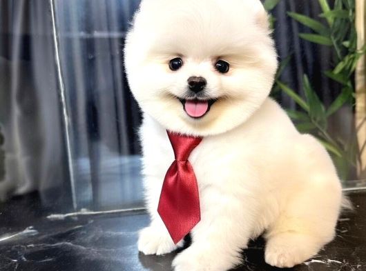 Dünya Tatlısı Teddy Face Pom Boo Bebekler görsel