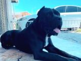 Irk Garanti̇li̇ İtali̇an Masti̇ff - Cane Corso Yavrularimiz