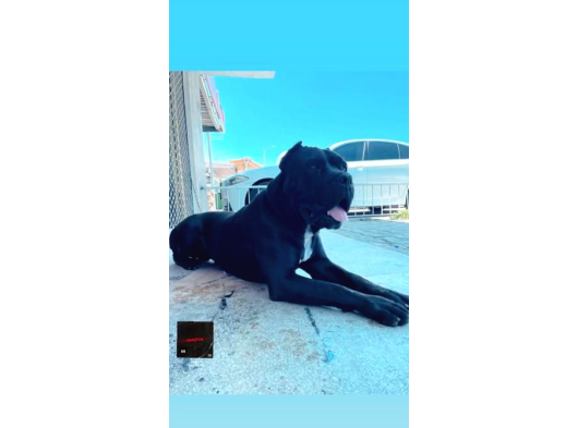 Irk Garanti̇li̇ İtali̇an Masti̇ff - Cane Corso Yavrularimiz görsel