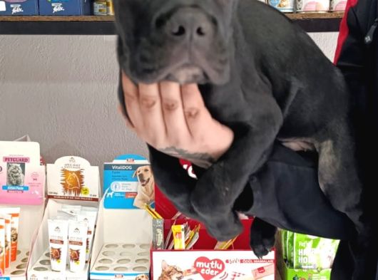 Irk Garanti̇li̇ İtali̇an Masti̇ff - Cane Corso Yavrularimiz görsel