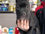 Irk Garanti̇li̇ İtali̇an Masti̇ff - Cane Corso Yavrularimiz