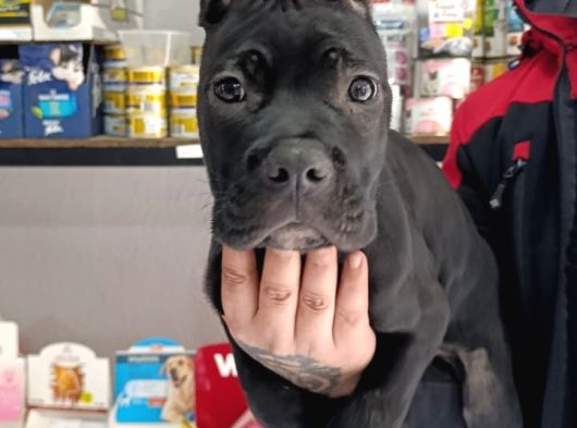 Irk Garanti̇li̇ İtali̇an Masti̇ff - Cane Corso Yavrularimiz görsel