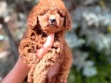 Minik Kore Kan Toy Poodle Yavrularımız