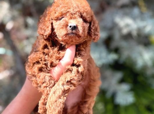 Minik Kore Kan Toy Poodle Yavrularımız