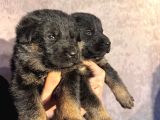 Alman Kurdu Bebeklerimiz Için Acele Edin