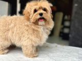 TEA CUP ÖZEL MALTİPOO YAVRULARİ