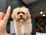 Tea Cup Özel Malti̇poo Yavrulari̇