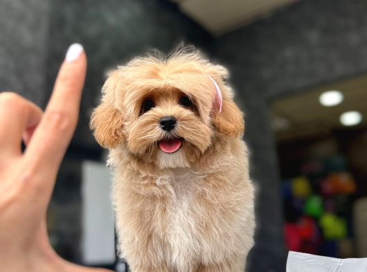 Tea Cup Özel Malti̇poo Yavrulari̇ görsel