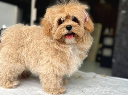 Tea Cup Özel Malti̇poo Yavrulari̇ görsel