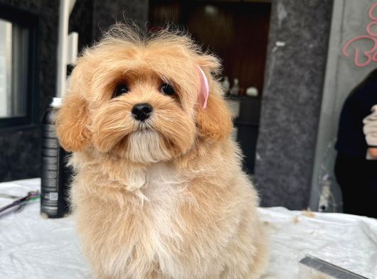 Tea Cup Özel Malti̇poo Yavrulari̇ görsel