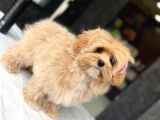 Tea Cup Özel Malti̇poo Yavrulari̇