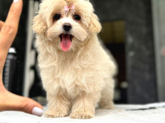 TEA CUP MALTİPOO YAVRULARİ İSTANBUL