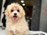 Tea Cup Malti̇poo Yavrulari̇ İstanbul
