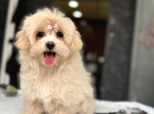 Tea Cup Malti̇poo Yavrulari̇ İstanbul görsel