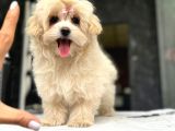 Tea Cup Malti̇poo Yavrulari̇ İstanbul
