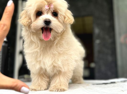 Tea Cup Malti̇poo Yavrulari̇ İstanbul görsel