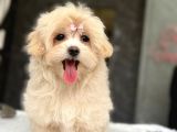 Tea Cup Malti̇poo Yavrulari̇ İstanbul