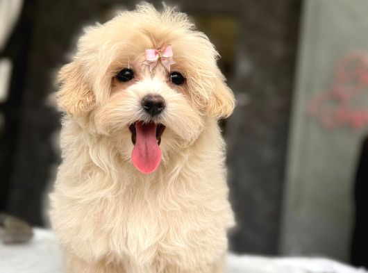 Tea Cup Malti̇poo Yavrulari̇ İstanbul görsel
