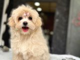 Tea Cup Malti̇poo Yavrulari̇ İstanbul