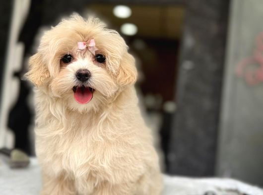 Tea Cup Malti̇poo Yavrulari̇ İstanbul görsel