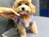MUHTEŞEM MALTİPOO YAVRULARI