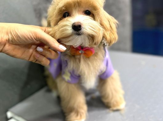 Muhteşem Malti̇poo Yavrulari