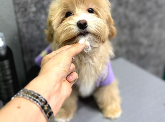 Muhteşem Malti̇poo Yavrulari görsel