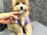 Muhteşem Malti̇poo Yavrulari
