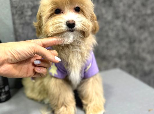 Muhteşem Malti̇poo Yavrulari görsel