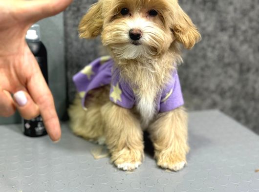 Muhteşem Malti̇poo Yavrulari görsel