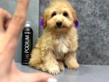 EĞİTİMLİ MALTİPOO YAVRULARİ