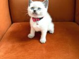 A Kalite British Blue Point Ve Blue Yavrularimiz