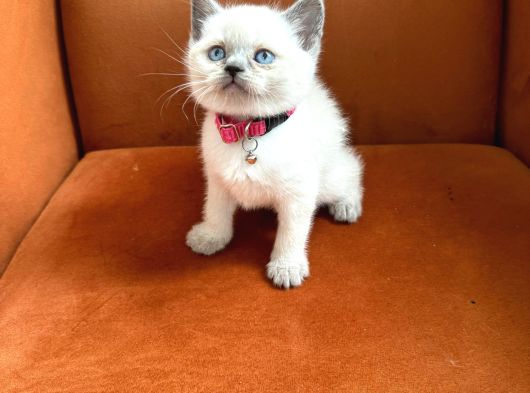 A Kalite British Blue Point Ve Blue Yavrularimiz görsel