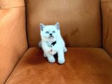 A Kalite British Blue Point Ve Blue Yavrularimiz